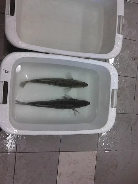 Prodej rychleného candáta velikost kolem 4cm